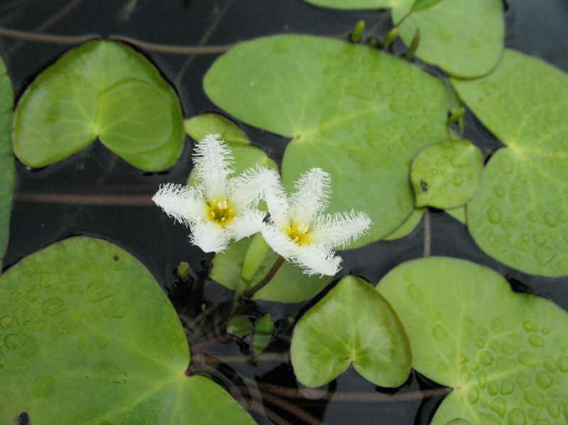 Water Snowflake (Nymphoides Indica) 1 water snowflake (Nymphoides indica)