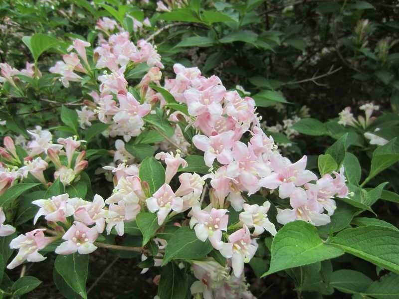 Weigela (Weigela Florida 'Pink Princess') 1 weigela (Weigela florida 'Pink Princess')