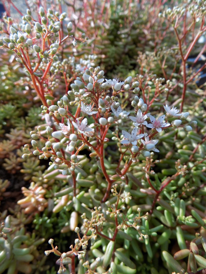 White stonecrop (Sedum album) 1 white stonecrop (Sedum album)