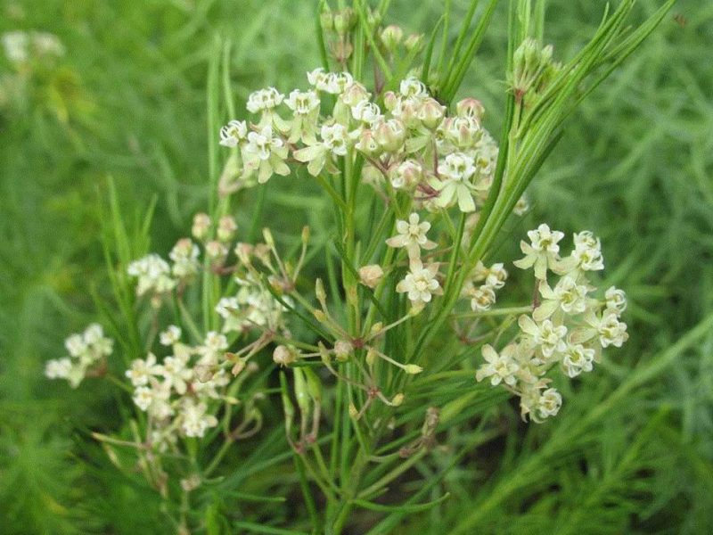 whorled milkweed (Asclepias verticillata)