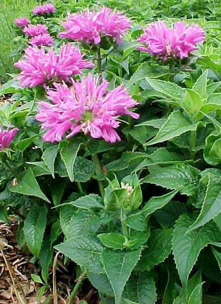 Wild bergamot (Monarda 'Petite Delight') 1 wild bergamot (Monarda 'Petite Delight')