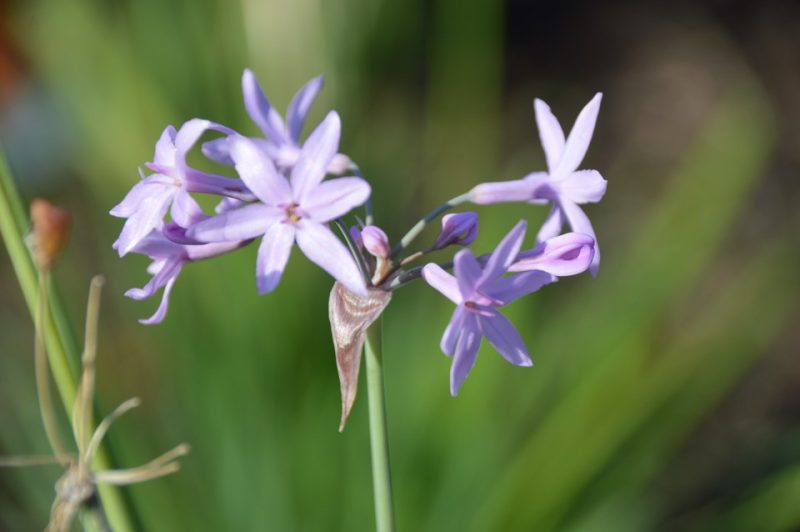 wild garlic (Tulbaghia violacea 'Silver Lace')