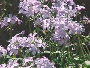 wild sweet William (Phlox divaricata subsp. laphamii)