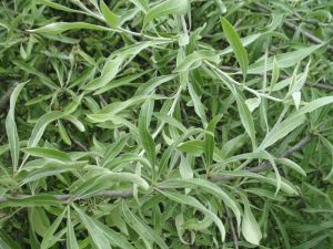 willowleaf pear (Pyrus salicifolia)