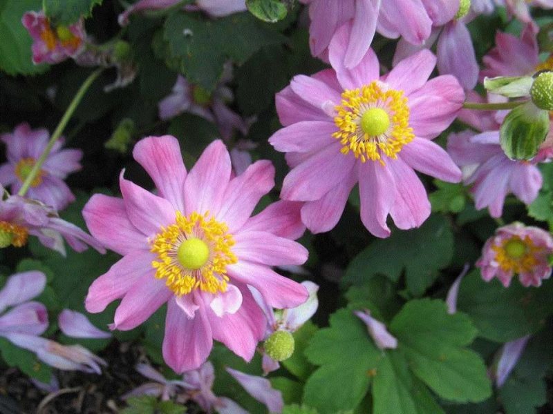 windflower (Anemone × hybrida 'Pretty Lady Diana')