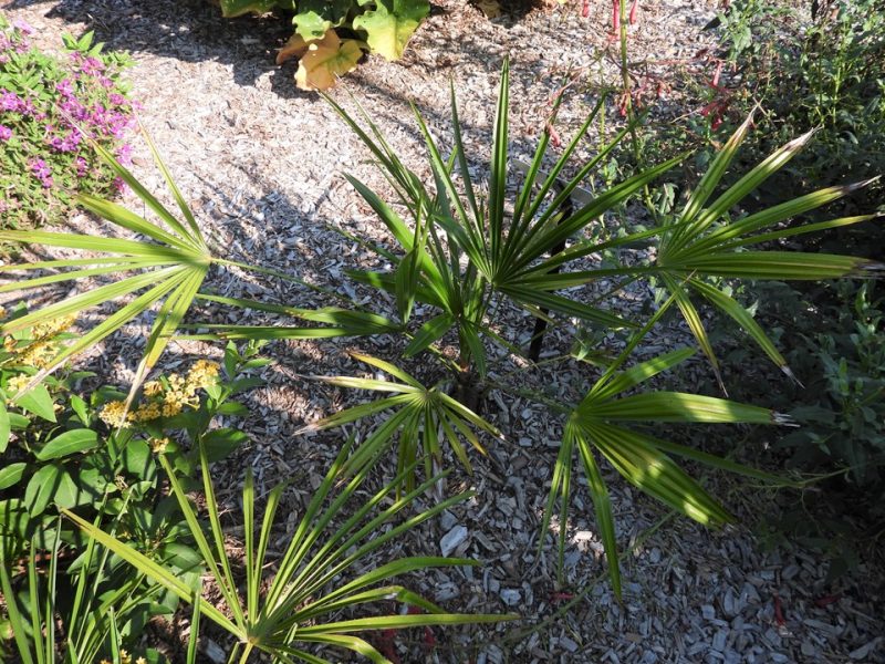 windmill palm (Trachycarpus wagnerianus)