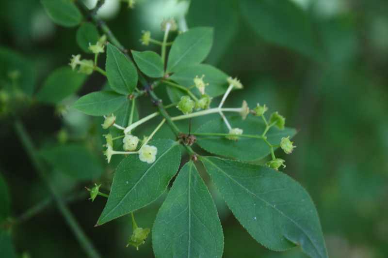 Winged spindle tree (Euonymus alatus) 1 winged spindle tree (Euonymus alatus)