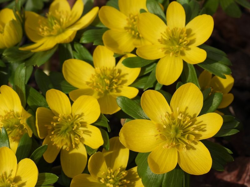 winter aconite (Eranthis hyemalis)
