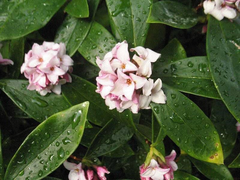 Winter Daphne (Daphne odora) 1 winter daphne (Daphne odora)