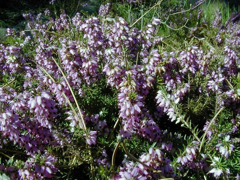 Winter Heath (Erica Carnea 'Springwood Pink') 1 winter heath (Erica carnea 'Springwood Pink')