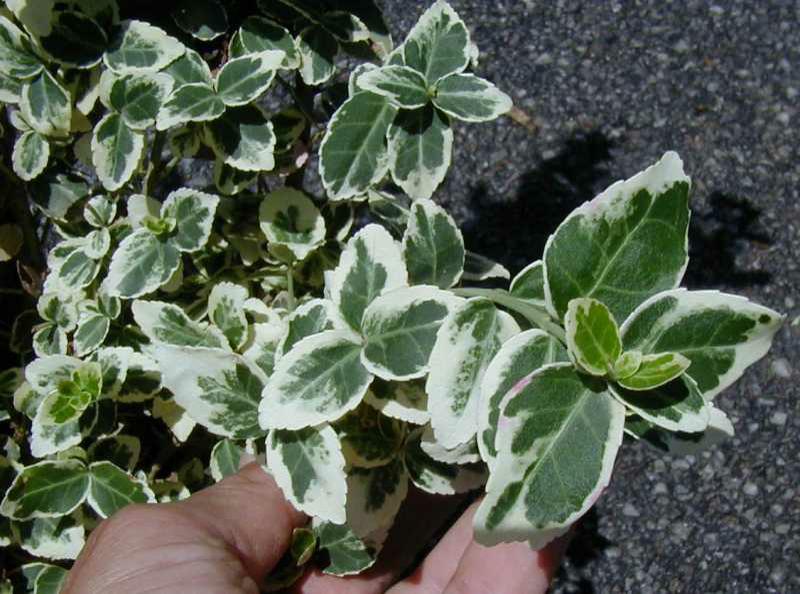 Wintercreeper euonymus (Euonymus fortunei 'Emerald Gaiety') 1 wintercreeper euonymus (Euonymus fortunei 'Emerald Gaiety')
