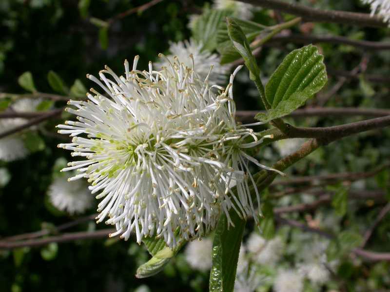Witch-alder (Fothergilla major) 1 witch-alder (Fothergilla major)