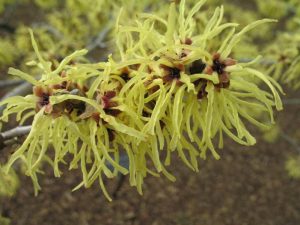 witch hazel (Hamamelis × intermedia 'Sunburst')