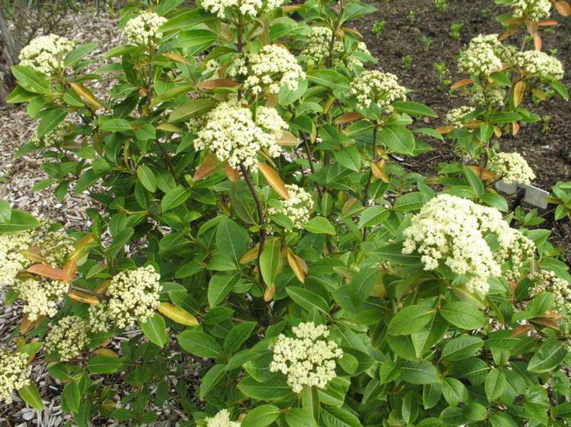 Witherod viburnum (Viburnum cassinoides) 1 witherod viburnum (Viburnum cassinoides)