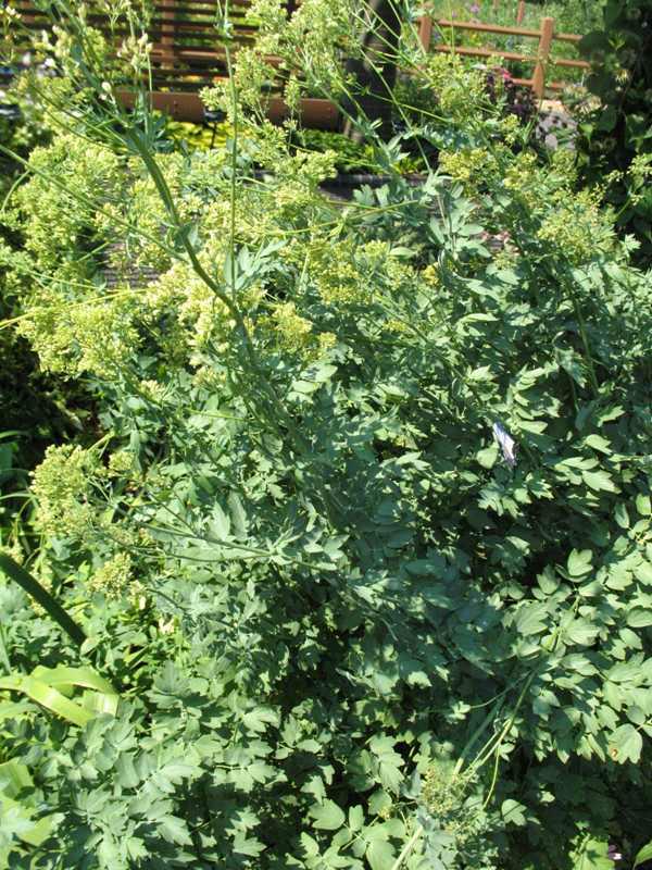 Yellow meadow rue (Thalictrum flavum subsp. glaucum) 1 yellow meadow rue (Thalictrum flavum subsp. glaucum)