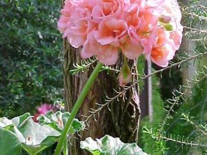 zonal geranium (Pelargonium × hortorum)